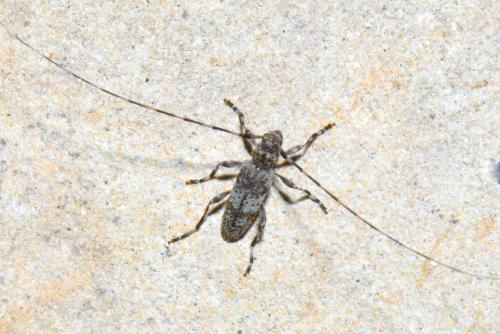 Réf. 236 189 : Acanthocinus griseus